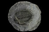 Kayserops Trilobite - Morocco #119637-2